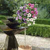 Hibiscus Tricolour Standard 1.2-1.4m (3.9-4.6ft) Tall