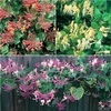 Honeysuckle Trio