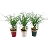 Houseplant - Beaucarnea Recurvata in Pot