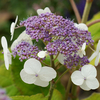 Hydrangea Aspera 