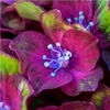 Hydrangea Glam Rock - 3 x 9cm Pots