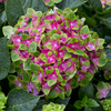 Hydrangea Glam Rock - Potted (9cm)