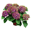 Hydrangea 