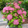 Hydrangea Invincibelle 14cm Pot