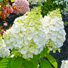 Hydrangea 
