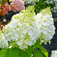 Hydrangea 