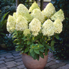 Hydrangea paniculata Limelight 17cm
