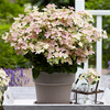 Hydrangea Paniculata Polestar (12cm)