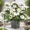 Hydrangea Runaway Bride 2L - 20/25cm