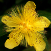Hypericum Moserianum Bare Root