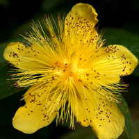 Hypericum Moserianum Bare Root