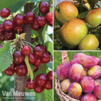 Favourite Fruit Tree Collection