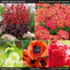 Stunning Summer Perennial Collection